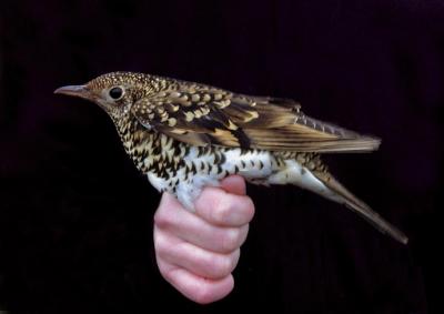 White´s Thrush (Zoothera dauma)