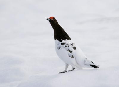 Willow Ptarmigan (Lagopus lagopus)