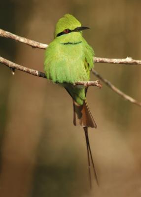 Little Green Bee-eater (Merops orientalis)