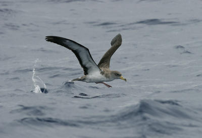 Cory´s Shearwater (Calonectris diomedea)