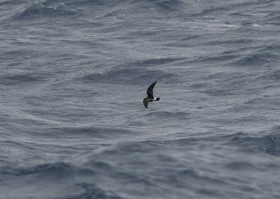 Madeiran Storm-petrel (Oceanodroma castro)