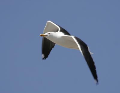 Lesser Black-backed Gull (Larus fuscus)