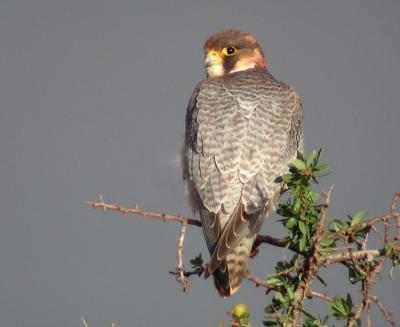 Barbary Falcon (Falco pelegrinoides)