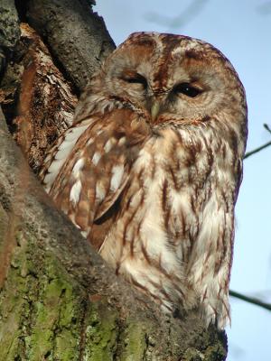 Tawny Owl (Strix aluco)