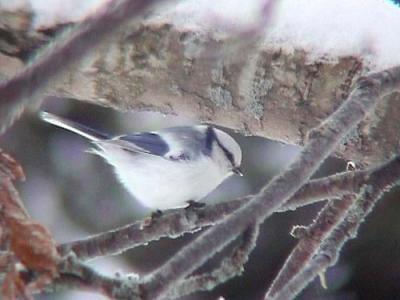 Azure Tit (Parus cyanus)