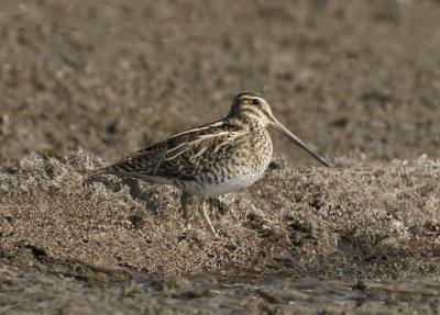 Common Snipe (Gallinago gallinago)