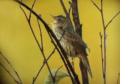 Lanceolated Warbler (Locustella lanceolata)