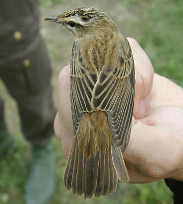 Sedge Warbler (Acrocephalus schoenobaenus)