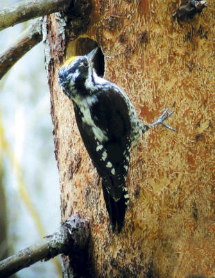 Three-toed Woodpecker (Picoides tridactylus)