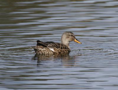 Gadwall (Anas strepera), female