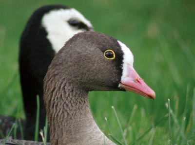 Lesser White-fronted Goose (Anser erythropus)