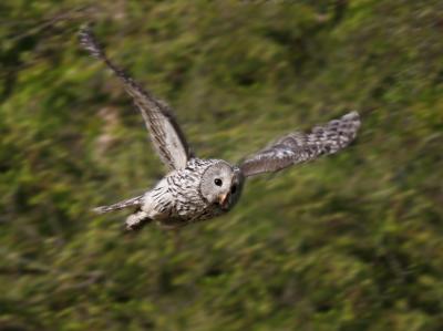 Ural Owl (Strix uralensis)