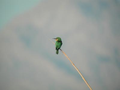 Blue-cheeked Bee-eater (Merops persicus)