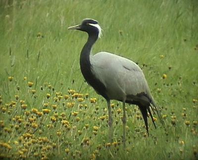 Demoiselle Crane (Grus virgo)