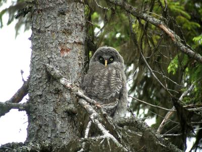 Great Grey Owl (Strix nebulosa)