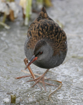 Water Rail (Rallus aquaticus)