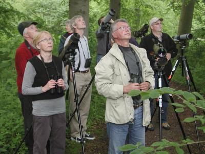 Short-toed Treecreeper