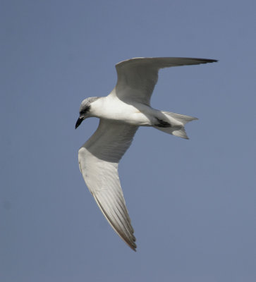 Gull-billed Tern (Sterna nilotica)