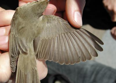 Marsh Warbler (Acrocephalus palustris)