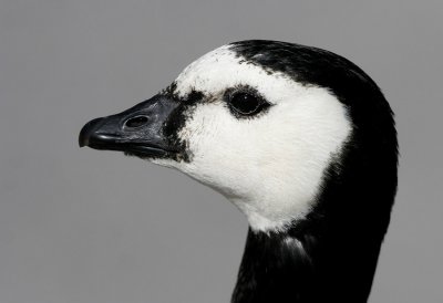 Barnacle Goose (Branta leucopsis)