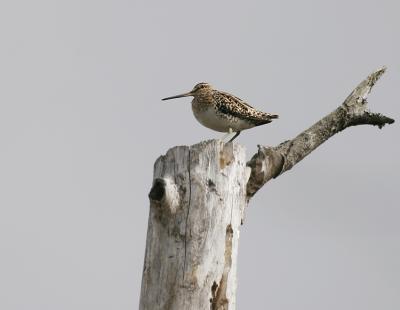 Common Snipe (Gallinago gallinago)