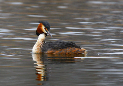 Great Crested Grebe (Podiceps cristatus)