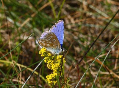 Vpplingblvinge (Polyommatus dorylas), hane