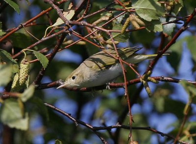 Bonellis Warbler (Phylloscopus bonelli)