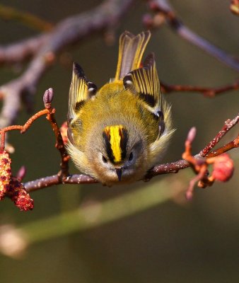 Goldcrest (Regulus regulus)