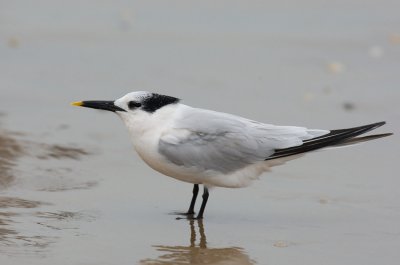 Cabot's Tern (Thalasseus acuflavidus)