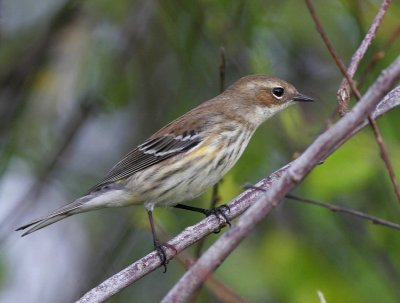 Yellow-rumped Warbler (Dendroica coronata ssp coronata)