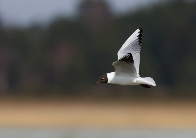 Black-headed Gull (Larus ridibundus)