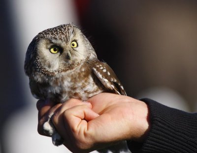 Tengmalms Owl (Aegolius funereus)