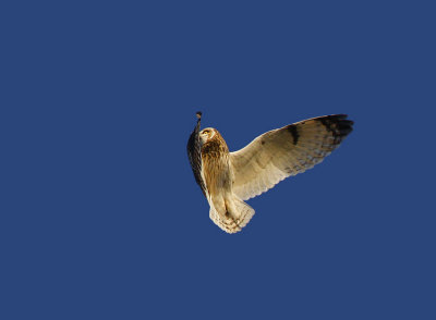 Short-eared Owl (Asio flammeus)