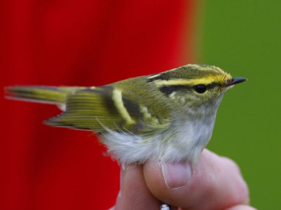 Pallass Leaf Warbler (Phylloscopus proregulus)