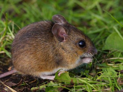 Wood Mouse (Apodemus sylvaticus)