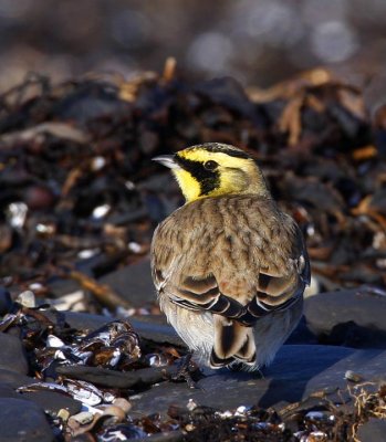 Shore Lark (Eremophila alpestris)