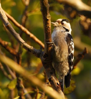 Lesser Spotted Woodpecker (Dendrocopos minor)