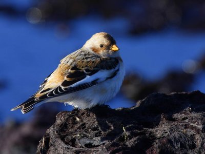 Snow Bunting (Plectrophenax nivalis)