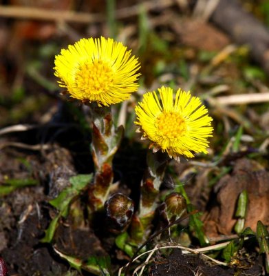 Hsthov (Tussilago farfara)