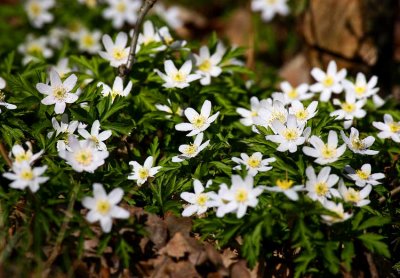 Vitsippa (Anemone nemorosa)