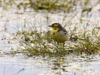 Citrine Wagtail (Motacilla citreola)