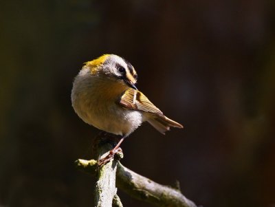 Firecrest (Regulus ignicapilla)