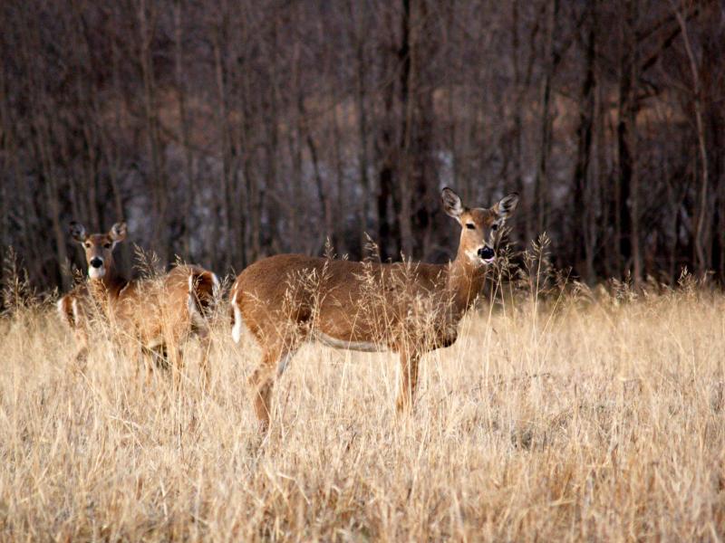 deer creatures