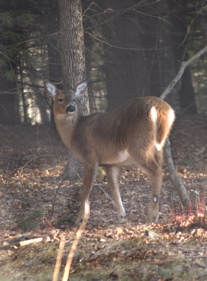 deer in yard