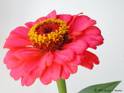 bloom