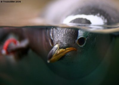 Penguin Evil Eye