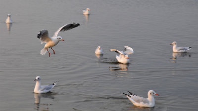 seagulls_1.jpg