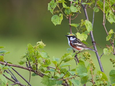 Paruline à flancs marrons/Chesnut Sided Warbler