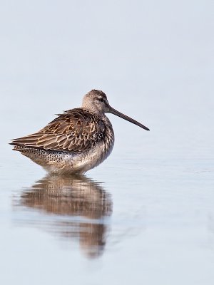 Bcassin  long-bec/Long billed dowitcher